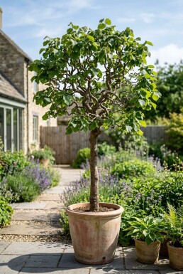 Corylus avellana 'Contorta' på stam