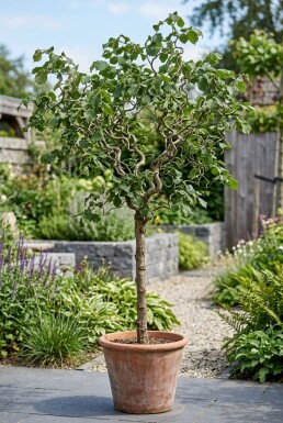 Corylus avellana 'Contorta' på stam