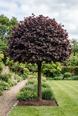 Corylus avellana 'Purple Umbrella' halvstam stamhöjd 120 cm C10