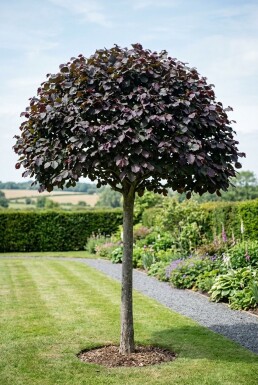 Corylus avellana 'Purple Umbrella' halvstam stamhöjd 120 cm C10