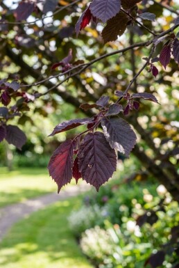 Corylus avellana 'Purple Umbrella' halvstam stamhöjd 120 cm C10