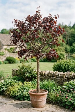 Corylus avellana 'Red Majestic' på stam