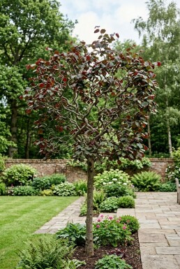 Corylus avellana 'Red Majestic' på stam