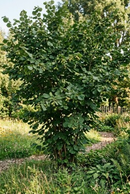 Corylus avellana 'Webb's Prize Cob'