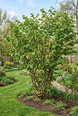 Corylus avellana 'Webb's Prize Cob' Buske