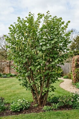 Corylus avellana 'Webb's Prize Cob' Buske