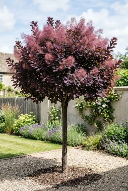 Cotinus coggygria 'Royal Purple' halvstam
