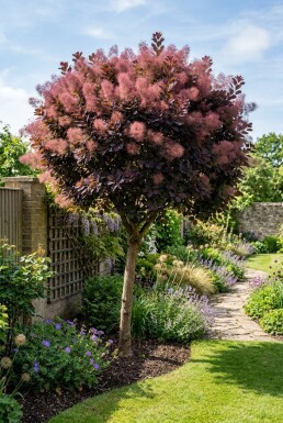 Cotinus coggygria 'Royal Purple' halvstam