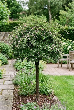 Cotoneaster apiculatus 'Blackburn' halvstam