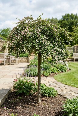 Cotoneaster apiculatus 'Blackburn' halvstam