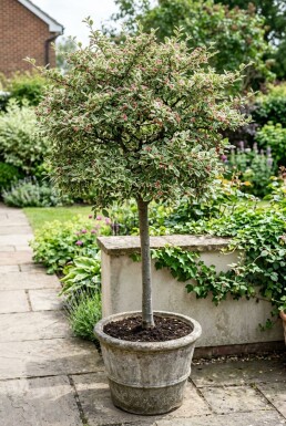 Cotoneaster atropurpureus 'Variegatus' På stam