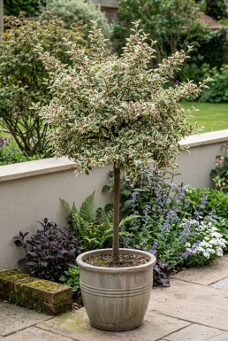 Cotoneaster atropurpureus 'Variegatus' På stam