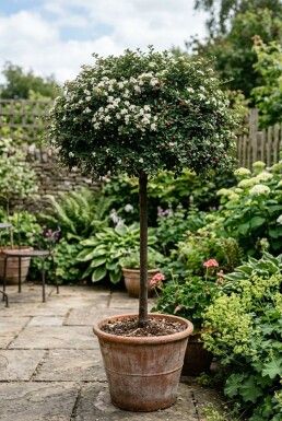 Cotoneaster dammeri 'Major' På stam