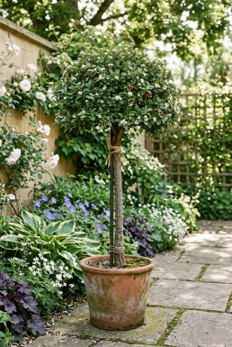 Cotoneaster dammeri 'Major' På stam