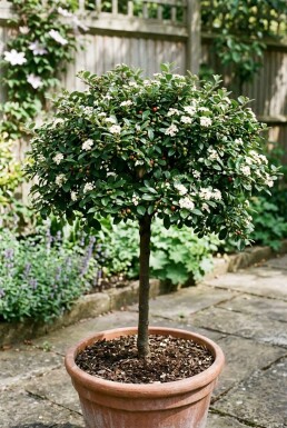 Cotoneaster dammeri 'Namsham' På stam