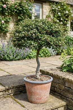 Cotoneaster dammeri 'Streibs Findling' på stam
