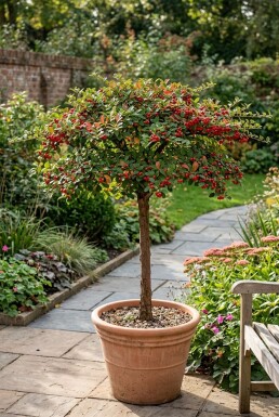 Cotoneaster horizontalis på stam