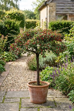 Cotoneaster horizontalis på stam