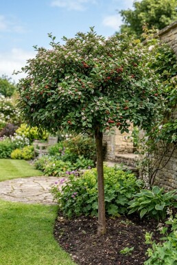 Cotoneaster nanshan 'Boer' Halvstam