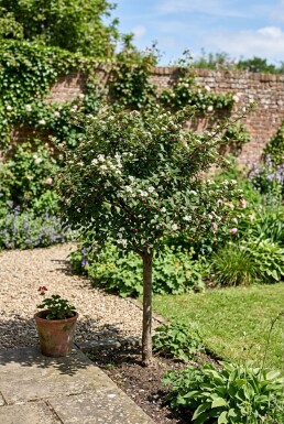 Cotoneaster nanshan 'Boer' Halvstam