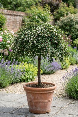 Cotoneaster procumbens 'Queen of Carpets' på stam