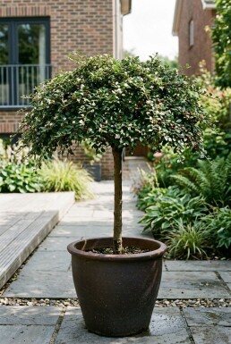 Cotoneaster procumbens 'Queen of Carpets' på stam
