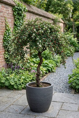 Cotoneaster suecicus 'Coral Beauty' på stam