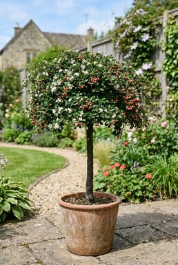 Cotoneaster suecicus 'Coral Beauty' halvstam