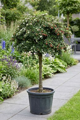 Cotoneaster suecicus 'Coral Beauty' halvstam