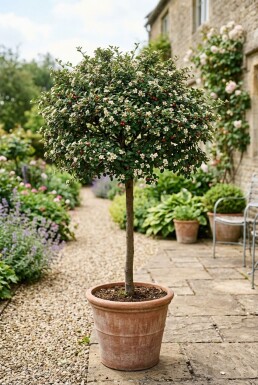 Cotoneaster nanshan 'Copra' Halvstam