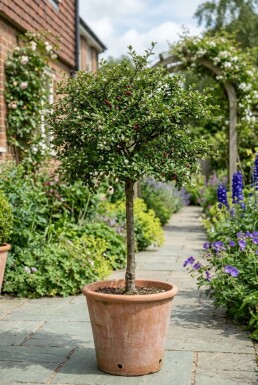 Cotoneaster nanshan 'Copra' Halvstam