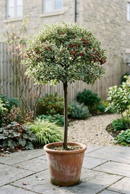 Cotoneaster suecicus 'Juliette' på stam