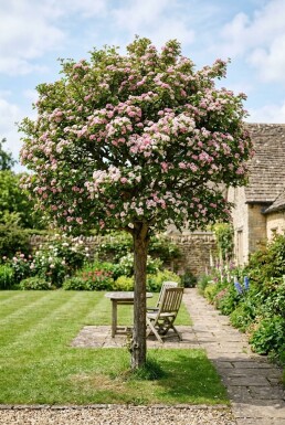 Crataegus laevigata 'Plena' halvstam stamhöjd 120 cm C10