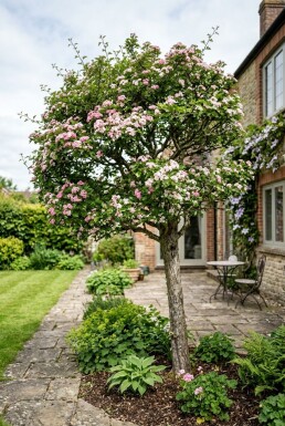 Crataegus laevigata 'Plena' halvstam stamhöjd 120 cm C10