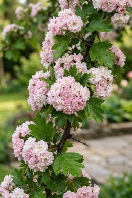 Crataegus laevigata 'Plena' halvstam stamhöjd 120 cm C10