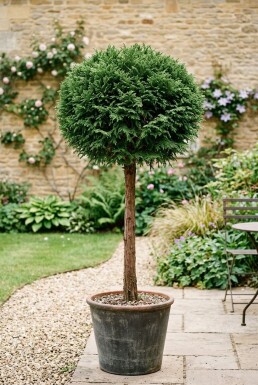 Cryptomeria japonica 'Globosa Nana' på stam