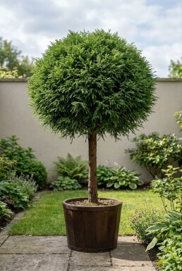 Cryptomeria japonica 'Globosa Nana' på stam