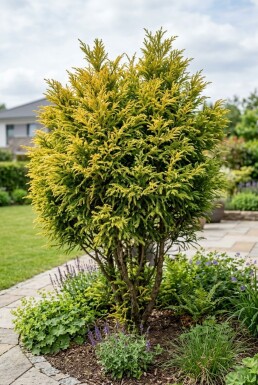 Cryptomeria japonica 'Kyara Gold' Buske