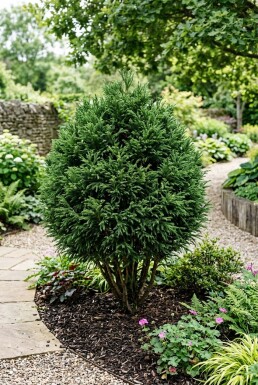 Cryptomeria japonica 'Little Champion' Buske