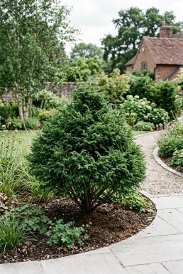 Cryptomeria japonica 'Little Champion' Buske