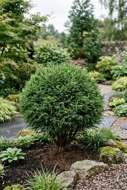 Cryptomeria japonica 'Vilmoriniana' Buske