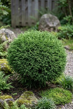 Cryptomeria japonica 'Vilmoriniana' Buske