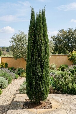Cupressus sempervirens 'Pyramidalis' Buske