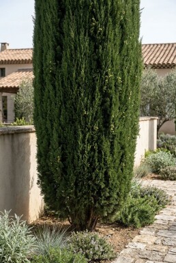 Cupressus sempervirens 'Pyramidalis' Buske