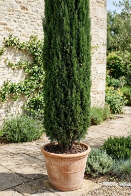 Cupressus sempervirens 'Totem' Buske