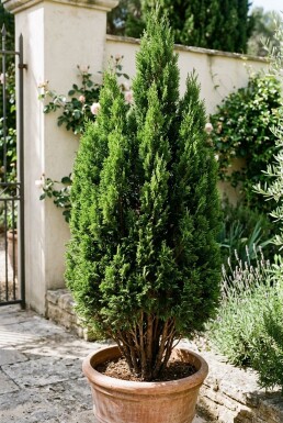 Cupressus sempervirens 'Totem' Buske