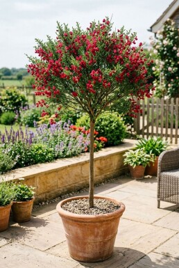 Cytisus 'Boskoop Ruby' på stam