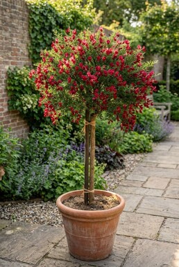 Cytisus 'Boskoop Ruby' på stam