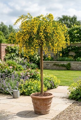 Cytisus 'Golden Tears' på stam