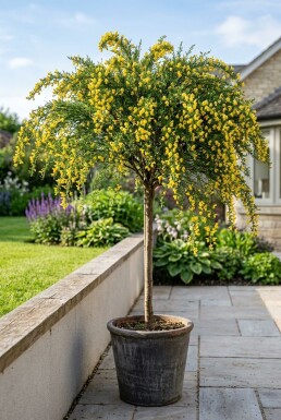 Cytisus 'Golden Tears' på stam